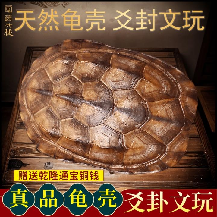 天然乌龟壳随身文玩铜钱真龟甲摆件文玩起卦饰品摇卦工具桌面
