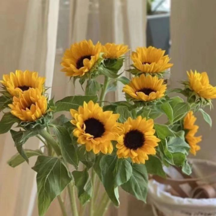 向日葵太阳花小花鲜花花束云南昆明花卉基地直发家用水养速递包邮