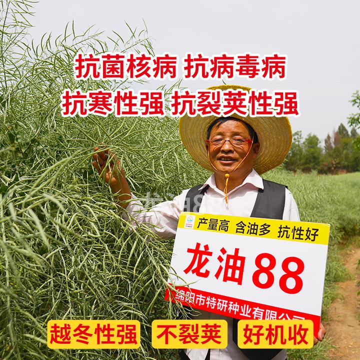 买2送1龙油88优质油菜种子高产抗寒抗倒含油高杂交油菜籽种送硼肥