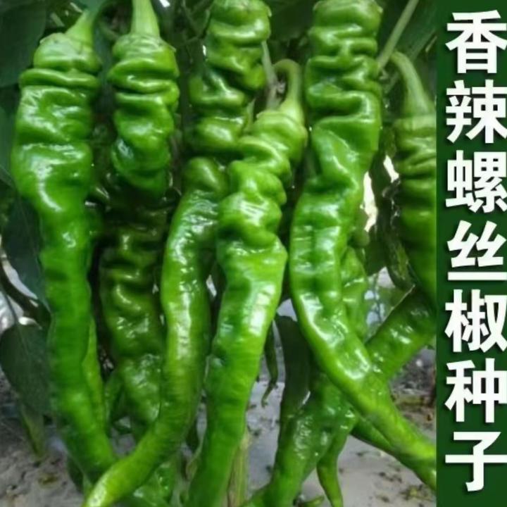 【螺丝椒种子】家庭阳台小院四季种植盆栽地栽易种易活