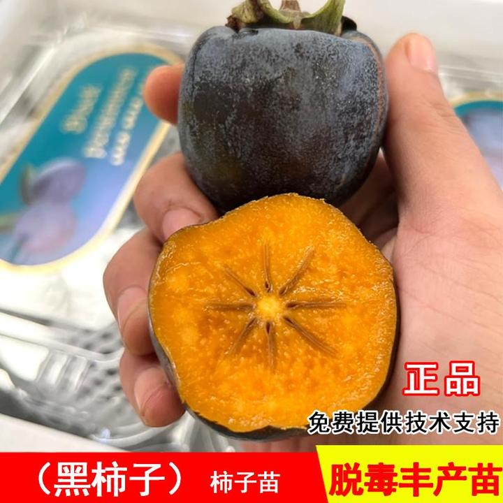 黑柿子树苗特大巧克力甜柿子苗脆柿子北南方种植柿子树庭院果树苗