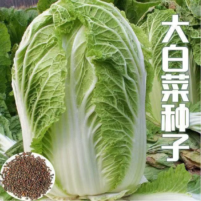 冬储大白菜种子抗病高产多叶适合家庭阳台小院种植