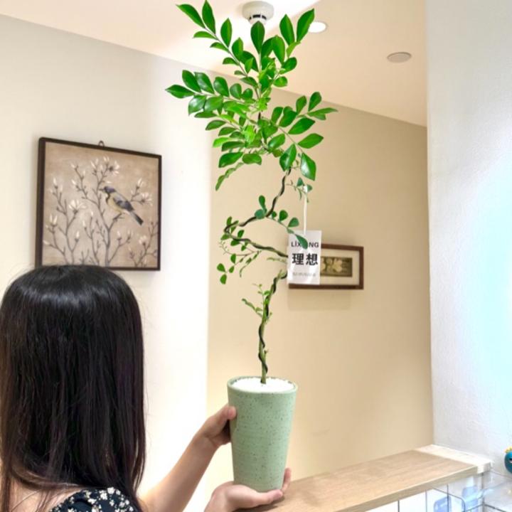 高杆造型九里香七里香盆栽盆景室内客厅办公室桌面观叶趣味绿植