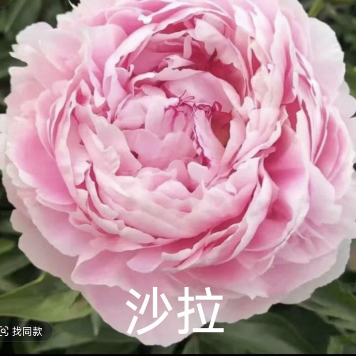 两年原苗，来年开花鲜花芍药芍药鲜花芍药花花卉