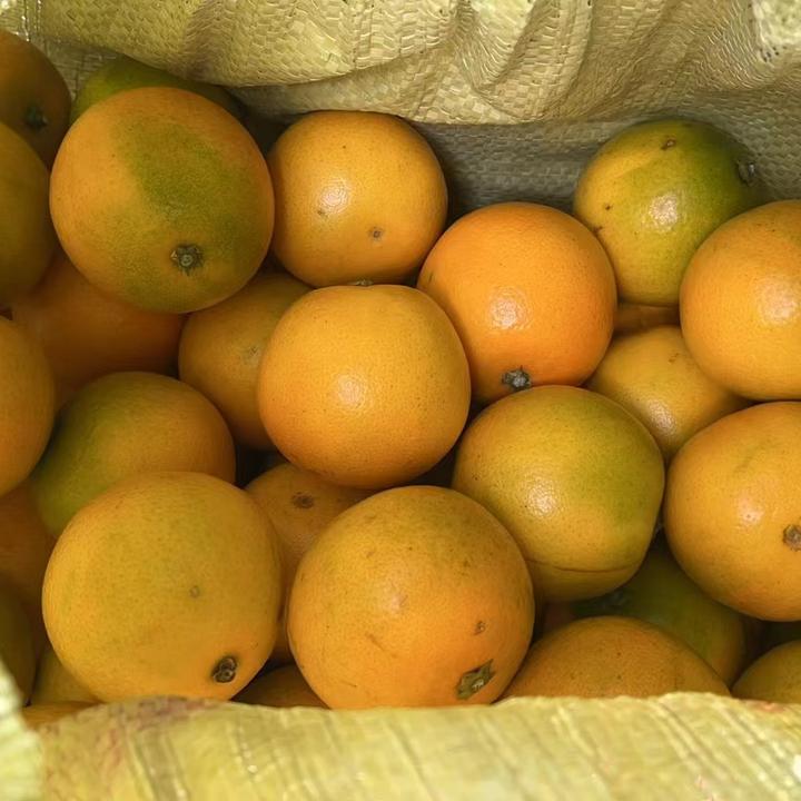 湖南冰糖橙10斤包邮现摘现卖新鲜看得见