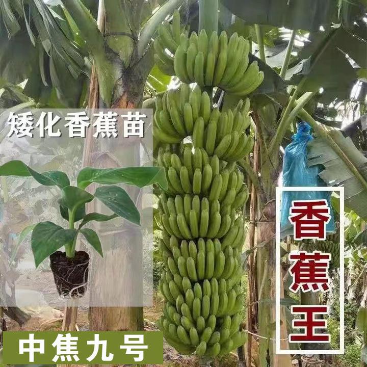 广西香蕉苗桂蕉1号香蕉苗 粉香蕉苗圃直发带土带叶发货
