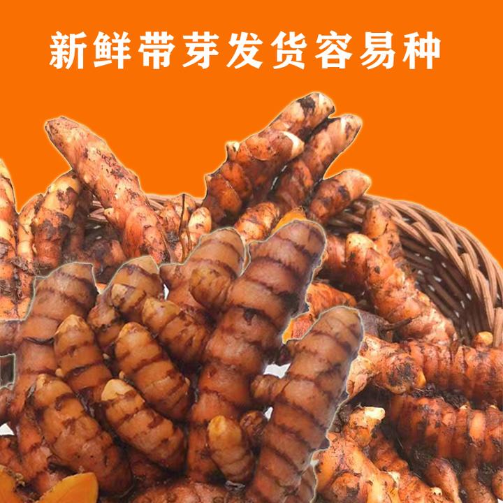云南野生小姜黄种球新鲜现挖月子姜栽培四季好看浓郁种植四季可种