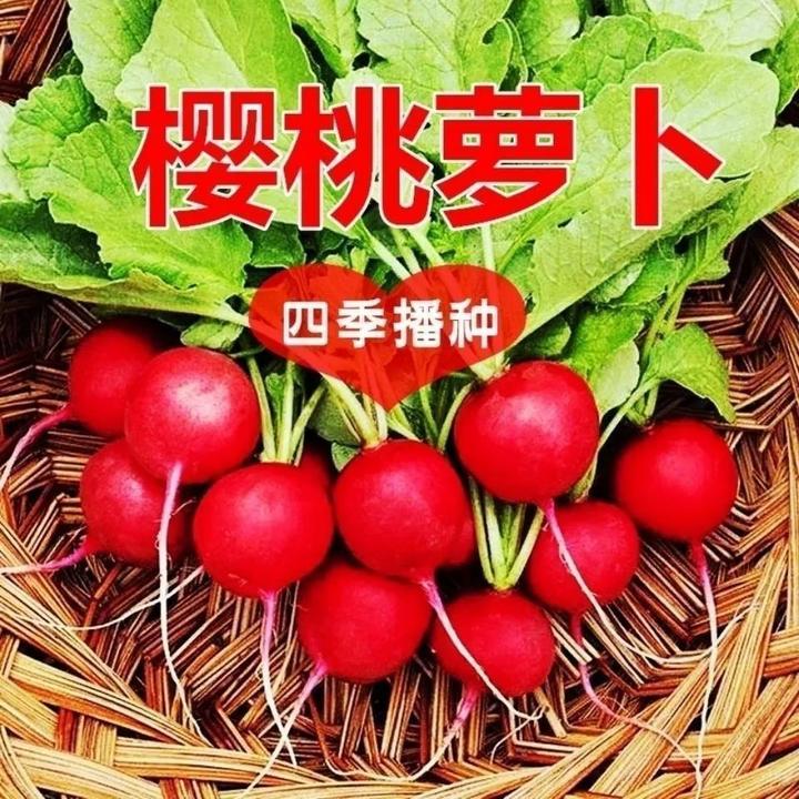 四季樱桃萝卜种子水果生吃红皮白肉小萝卜脆甜多汁新鲜蔬菜阳lz