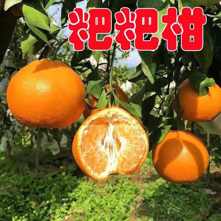 耙耙柑树苗橘子树苗香橙脐橙嫁接柑橘砂糖橘树苗桔子树苗当年结果