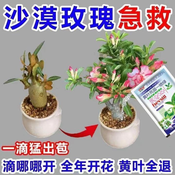 一滴猛开】沙漠玫瑰营养液催花绿叶壮苗急救黄叶干尖不开花专用肥
