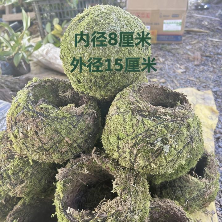 苔癣球花盆家用椰壳苔藓花盆大号苔藓球苔藓3个装