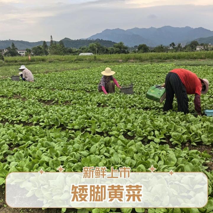 安徽安庆矮脚黄露天霜冻青菜甜糯奶油青菜时令【农家自种矮脚黄】