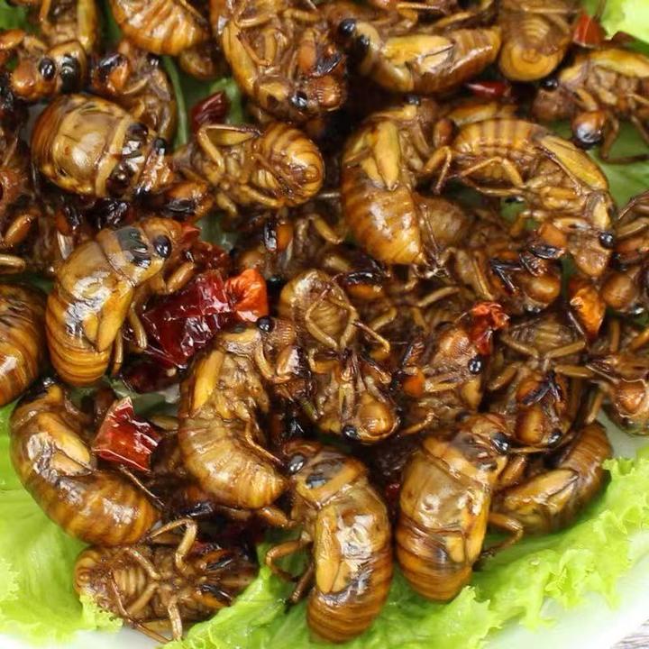 2025知了猴金蝉野生现抓速冻结了龟蝉蛹特大