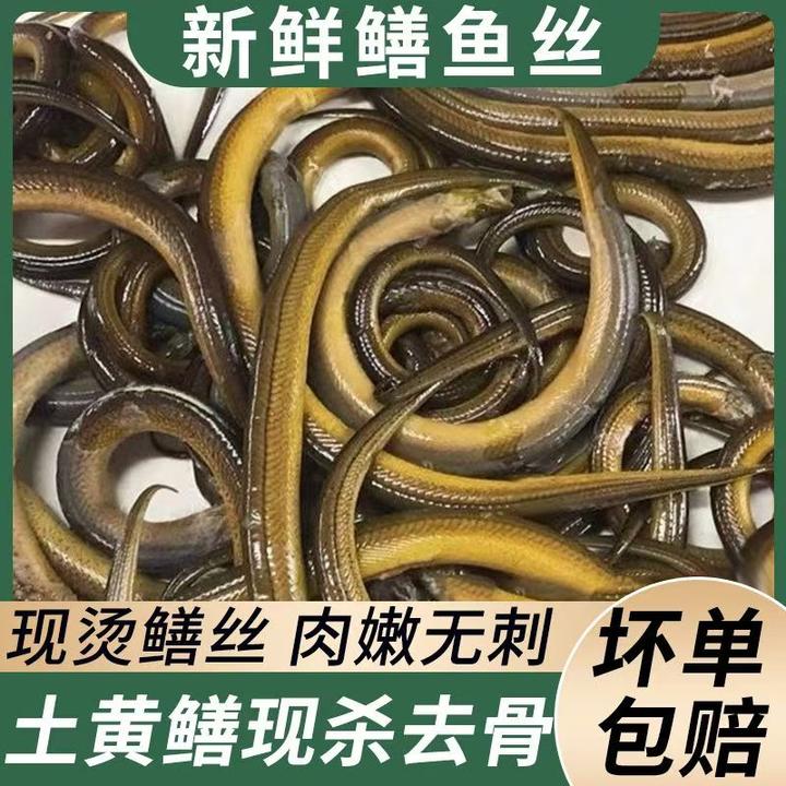【顺丰包邮】正宗苏北野外抓捕土黄鳝鳝鱼丝顺丰特快到家