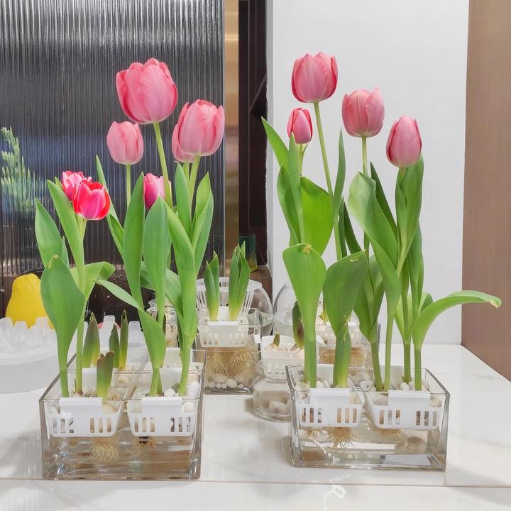 【郁金香种球】可水培可土培室内阳台庭院盆栽花卉水培植物