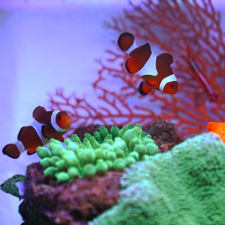 适配小米鱼缸米家智能海缸珊瑚灯桌面水族灯小丑鱼缸DIY升级配件