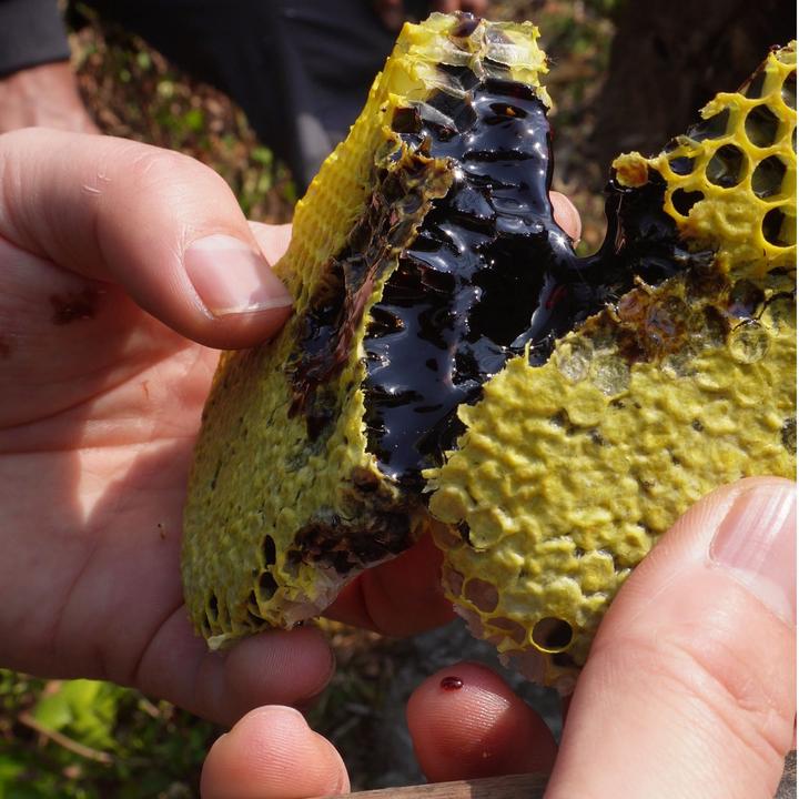 云南深山米团花黑蜜500g/瓶