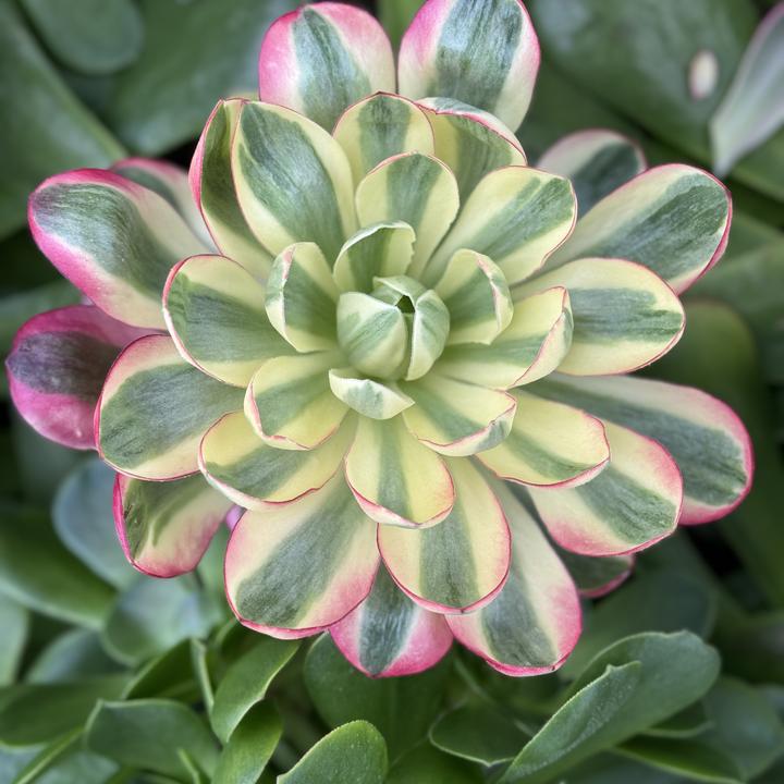 多肉植物 满19包邮 点击对应数字付款