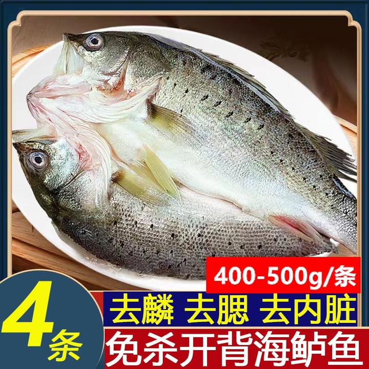 开背海鲈鱼 4条 （400-500g/条）七星新鲜冷冻鲜嫩美味生鲜鱼