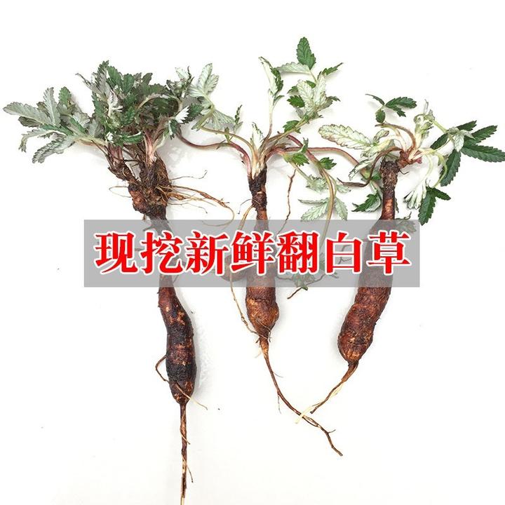 新鲜翻白草现挖现发河南深山真品地灵参白馍煲汤栽培泡茶喝