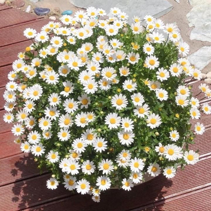❇小雏菊花种子洋甘菊花种籽子四季播种开花白晶菊花种籽太阳花种