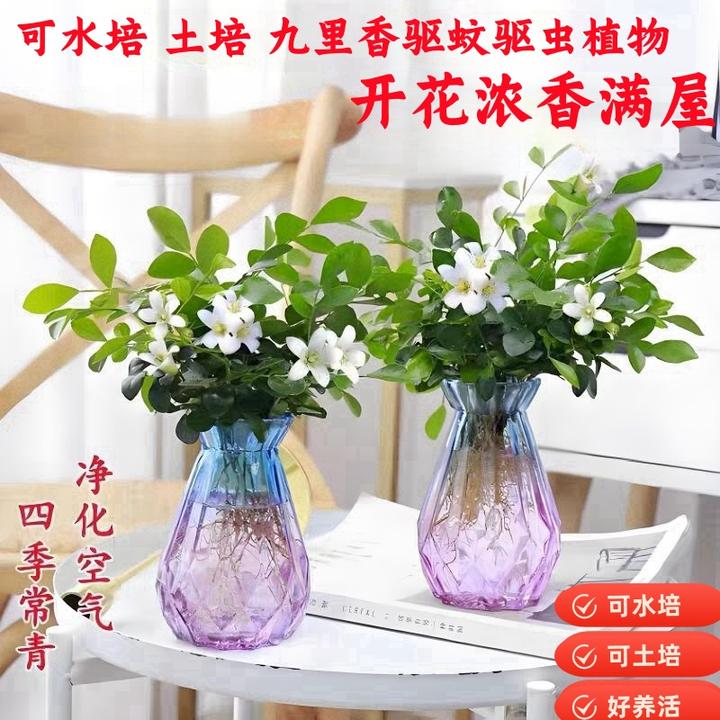 水培九里香盆栽四季开花室内阳台浓香型千里香花卉驱蚊驱虫好养活