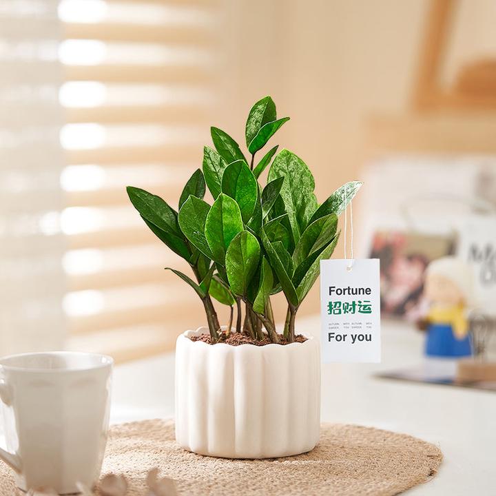 金钱树盆栽室内绿植招财树懒人装饰植物办公室桌面好养活净化空气