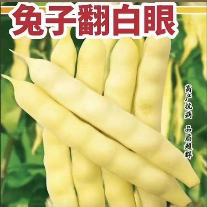 【兔子翻白眼豆角种子】黑龙江油豆角种子挤豆种籽圆豆角蔬菜种孑