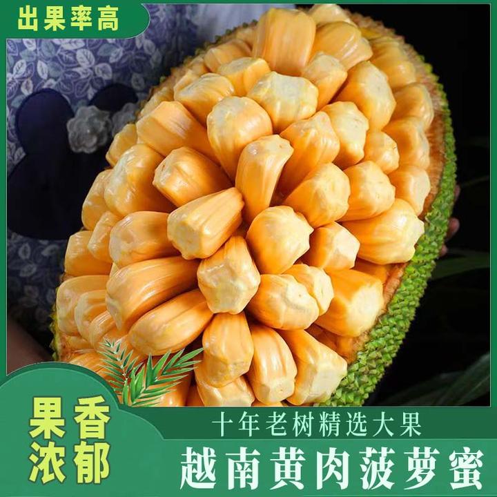 越南进口黄肉菠萝蜜甜脆爽口出肉率高新鲜热带水果整只9-15斤精选