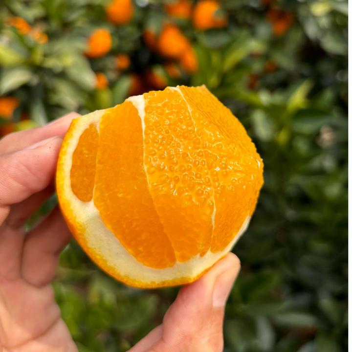 赣南脐橙果园直发树上熟17省包邮当季鲜橙