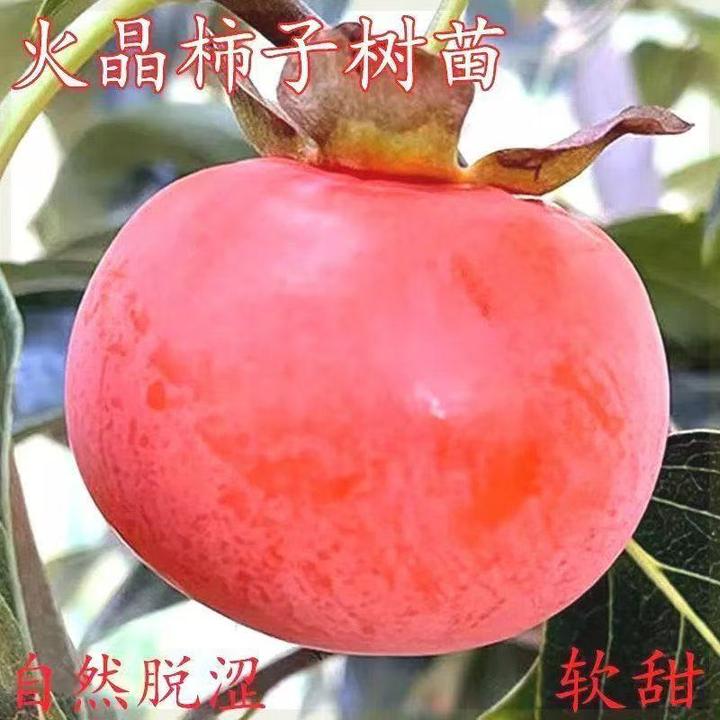 嫁接火晶柿子树苗新品种无核软柿子苗南北方种植甜柿树苗当年结果