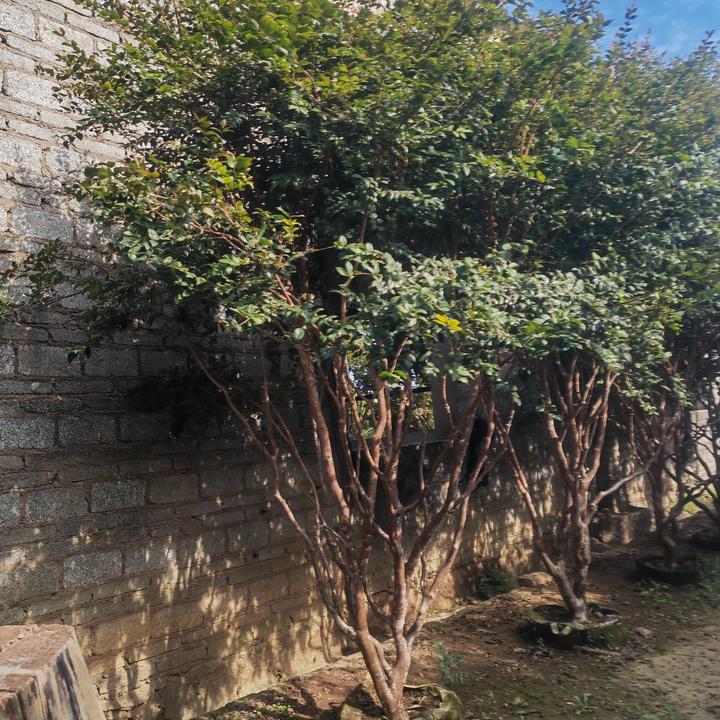 沙巴盆栽观赏一物一拍