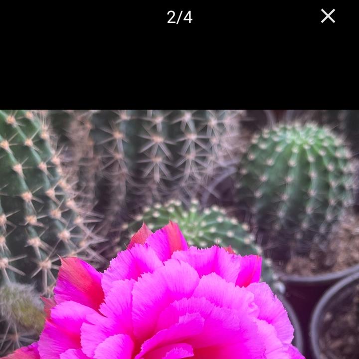 仙人球彩草歪紫烟清