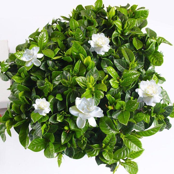 春季必种】栀子花种子盆栽四季开花易活室内外花卉绿植物香花草花