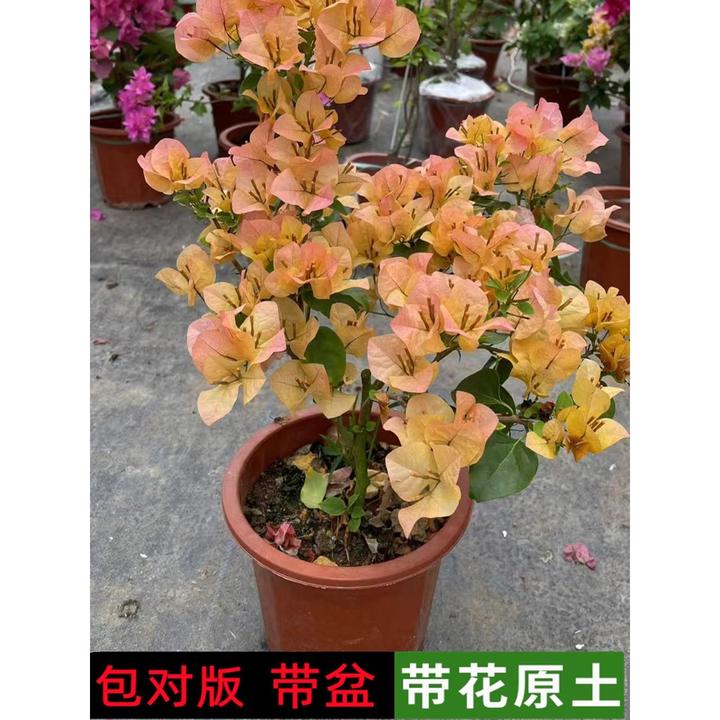 金色光辉三角梅 橙口红带花盆栽爬藤重瓣老桩四季开花漳红樱 绿樱