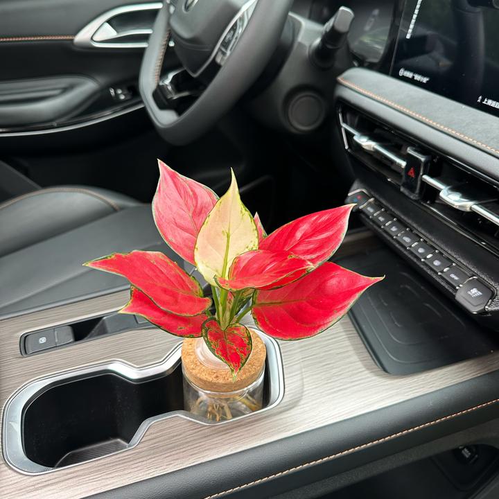 【中控杯架】车载绿植装饰水培真植物自然净化空气美观摆件简约颜值