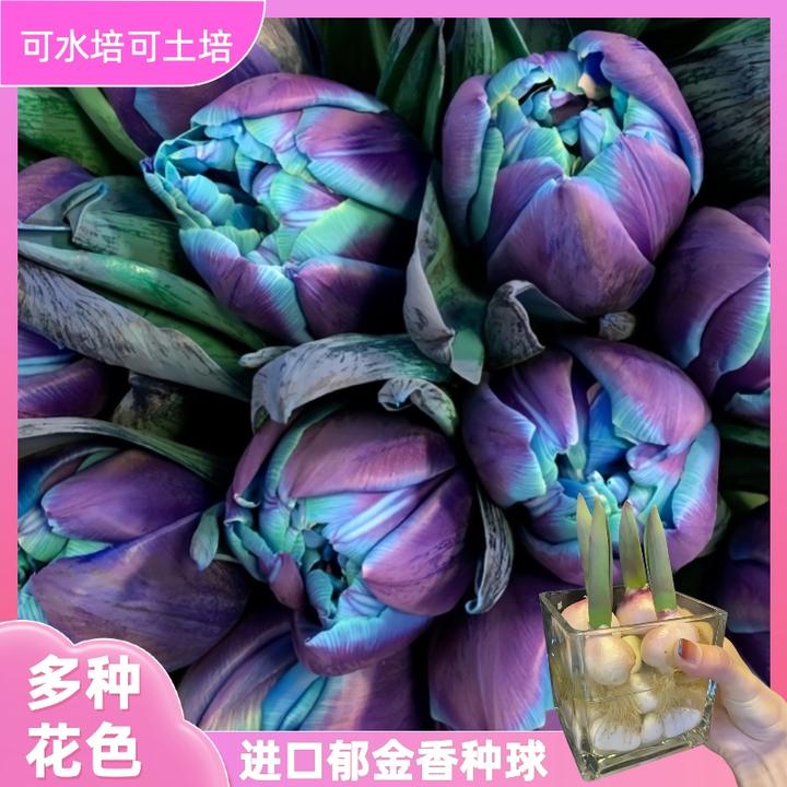 可水培五度球进口郁金香种球庭院易养阳台桌面盆栽多年生四季开花