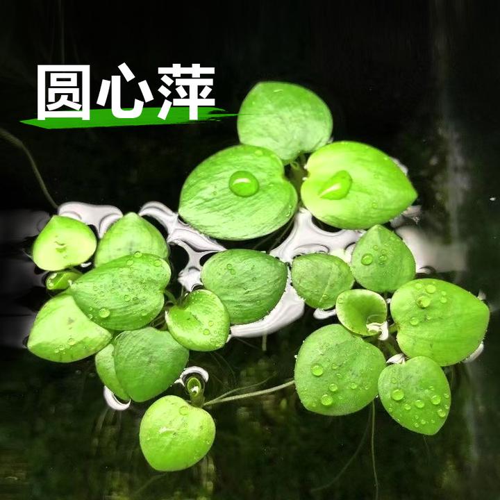 圆心萍浮萍水草植物鱼缸造景水培净化水质鱼虾龟缸漂浮水草