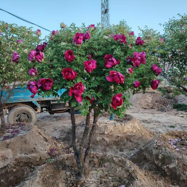 甘肃紫斑牡丹花树
