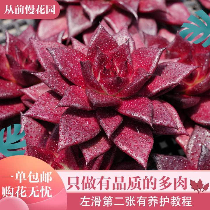 072-罗宾-从前慢花园东云系多肉植物