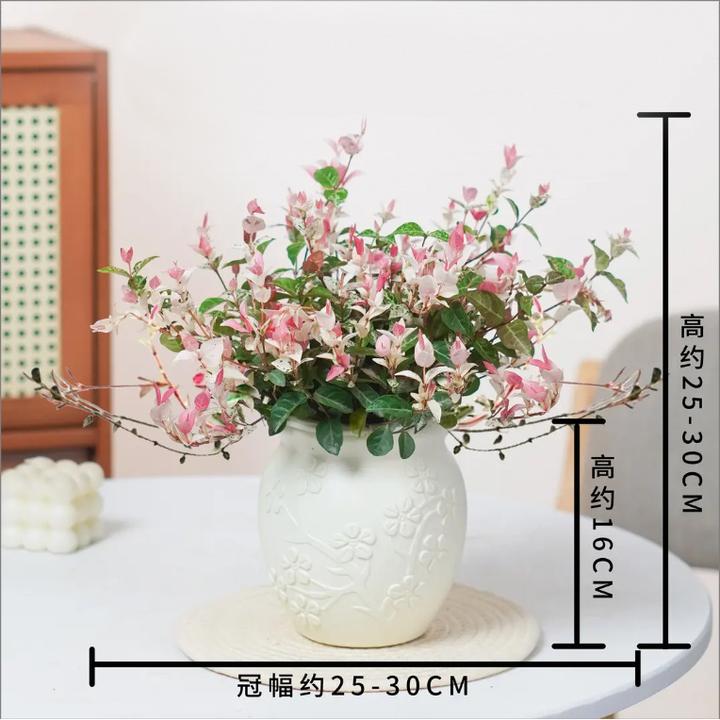 花叶络石彩色室内绿植清新四季庭院观景客厅观赏绿植