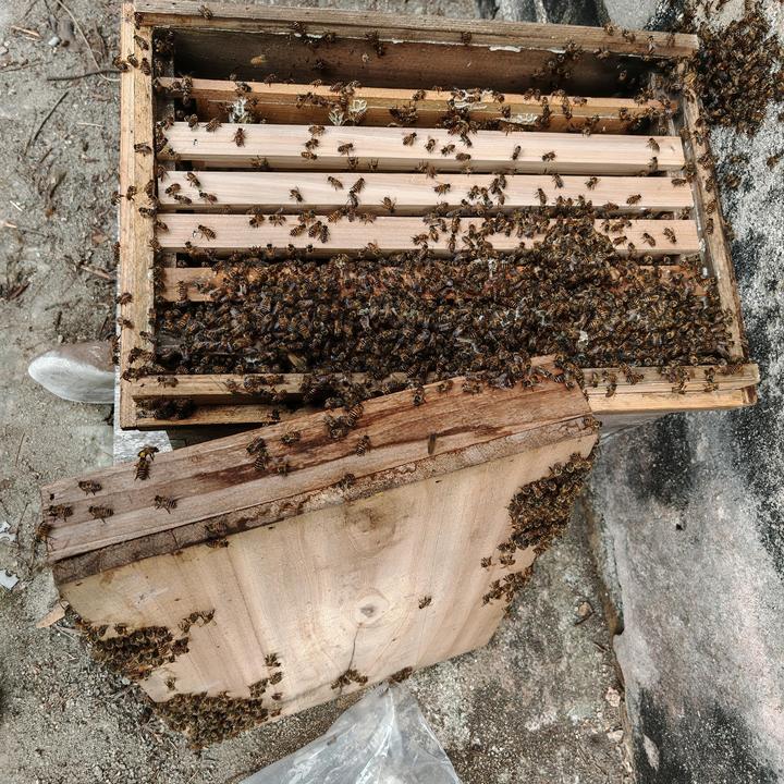 蜜蜂蜜蜂箱中蜂专用蜜蜂带中箱427脾箱落地即养养蜂蜂箱养蜂工具