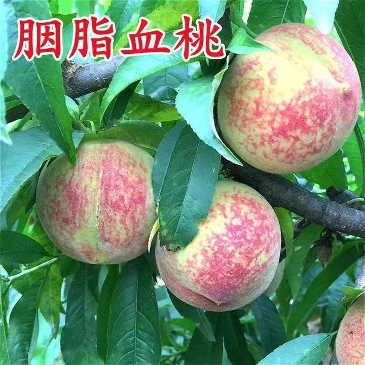 果树苗早熟胭脂红桃树苗 嫁接红肉血桃树苗南方北方种植当年结果