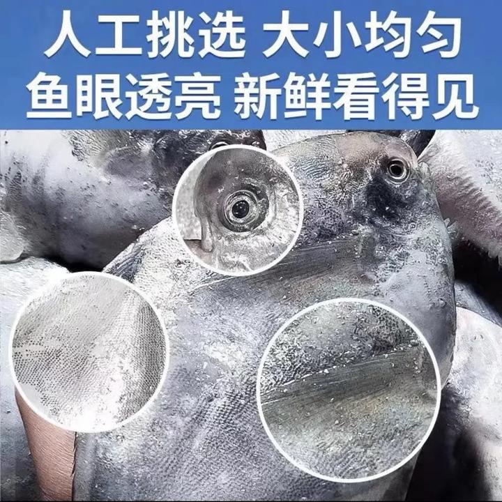 海捕野生银鲳鱼5条一斤，顺丰包邮5斤，新鲜速冻无冰衣