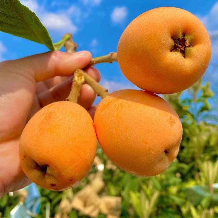 四川米易五星大枇杷自家现摘现发新鲜多汁热带水果超好吃包邮