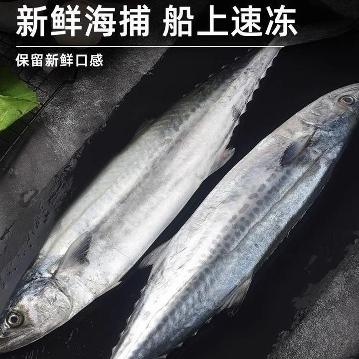 {顺丰包邮}新鲜冷冻鲅鱼马鲛鱼燕鲅鱼深海野生可做鲅鱼馅威海特产