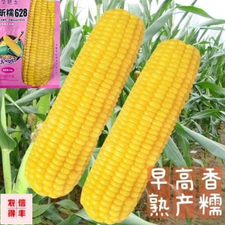 黄糯玉米种子 香甜粘糯玉米种籽 春夏季高产大田鲜食甜糯包谷籽孑
