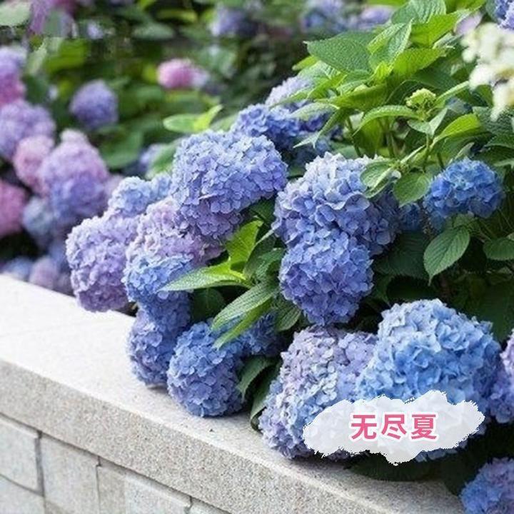 无尽夏绣球花八仙花大苗花卉老桩花苗盆栽阳台庭院别墅花园植物苗