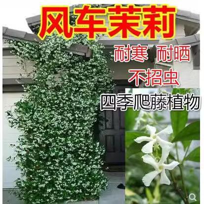 风车茉莉花苗银丝茉莉浓香粉色黄色风车茉莉阳台庭院爬藤攀援花卉