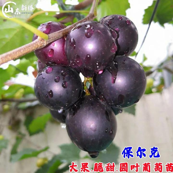 保尔克圆叶葡萄果树苗盆栽庭院爬藤美洲马斯卡丁葡萄苗南北方种植